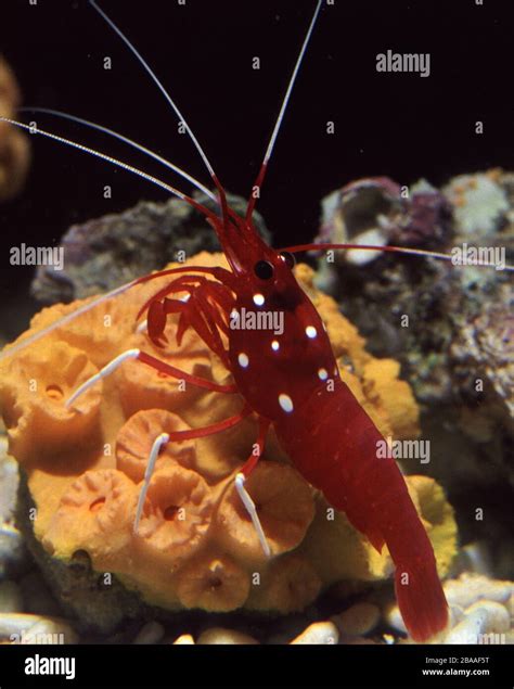 Red Fire Or Cardinal Shrimp Lysmata Debelius Stock Photo Alamy