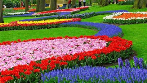 Garden Flowers Nature Landscape Colorful Muscari Wallpapers Hd