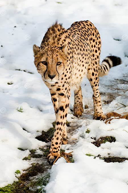 Cheetah In Snow Stock Image Image Of Meat Cheetah Whiskers 21229479