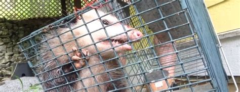 Humane Kansas City Opossum Removal Methods
