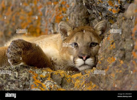 Cougar Cougars Silver Lion Silver Lions Mountain Lion Mountain