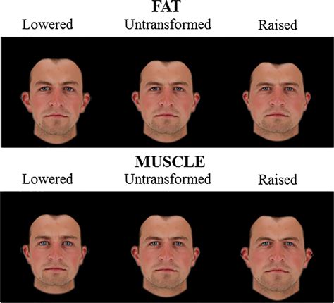 2d Male Face Shape Associated With Fat Mass Top And Muscle Mass