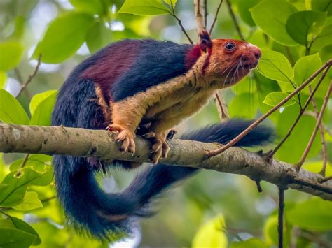 Til That Theres A Squirrel Species With Multicoloured Fur Thats