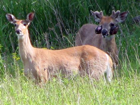 Deer With Skin Tumors Taken On West Side Of Rollins