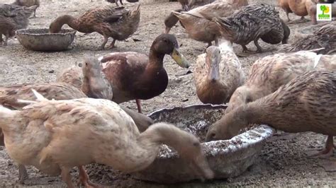 Duck Farm How To Start A Business Raising Ducks For Eggs Youtube