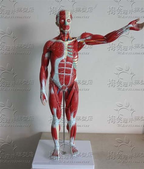 The human body muscles are the main contractile tissues of the body involved in movement. high quality human body Muscles Visceral Model Human ...