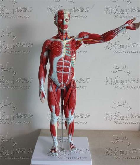 The skeletal muscles of the torso and limbs arise from the mesoderm of the somites, while those of the head arise from the mesoderm of the somitomeres which contribute to the branchial (pharyngeal) arches. high quality human body Muscles Visceral Model Human muscle anatomy free shipping-in Medical ...