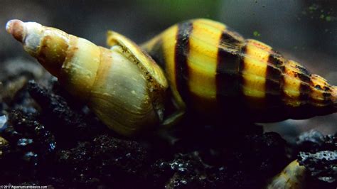 Assassin Snail Care Size Diet Feeding And Tankmates Video