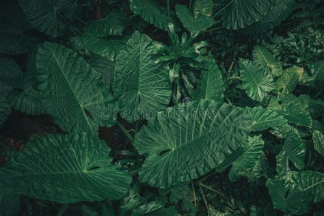 Large Foliage Of Tropical Leaf With Dark Green Texture Stock Photo