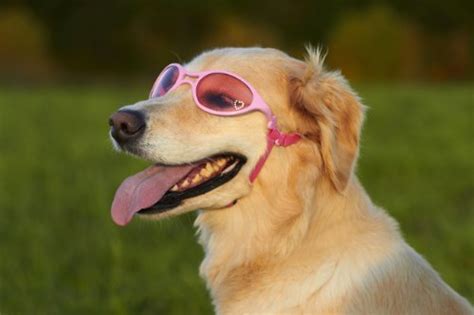 Doggles K9 Optix Shiny Pink Rubber Frame With Pink Lens Sunglasses