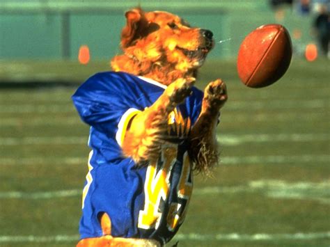 Rebounding from his father's accidental deathjosh framm moves to the town of fernfield, washington his family. A comprehensive analysis of the Air Bud franchise