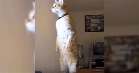 These Cats Acting Like Humans Will Put A Huge Smile On Your Face
