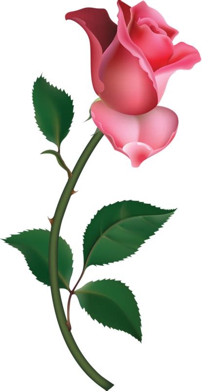 Picture Of Pink Rose