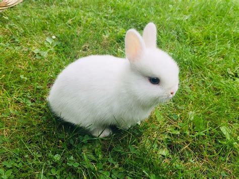 Lovely Beautiful Pure Blue Eyed White Netherland Dwarf Baby Rabbit In
