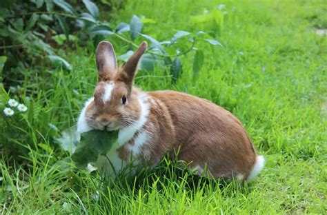 19 Natural Homemade Rabbit Repellent Recipes