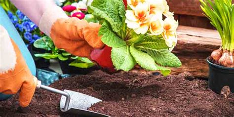5 Reasons Why Gardening Is Good For The Elderly Tribeca Care