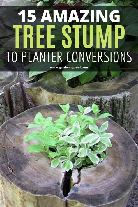 15 Ways To Turn Old Tree Stumps Into Planters Tree Stump Planting