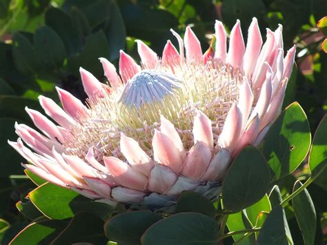 South African King Protea Flower