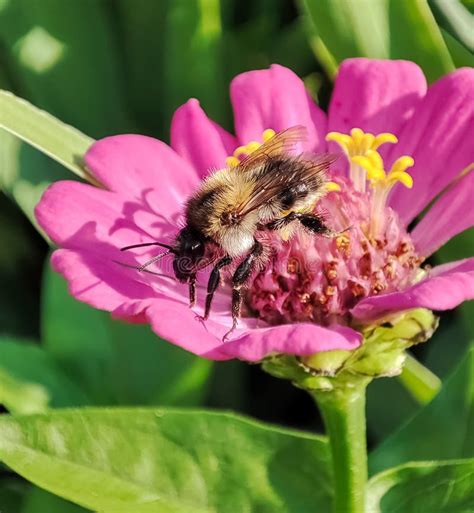 Bumble Bee Is Sitting On A Pink Flower Stock Photo Stock Image Image
