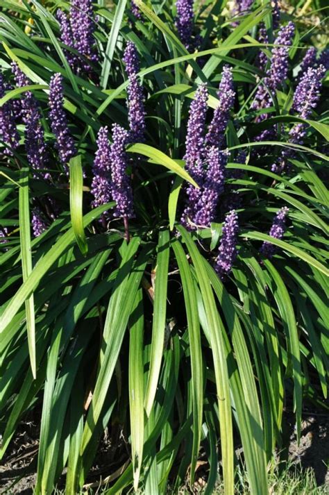 Liriope Muscari Royal Purple Kopen Plant And Grow