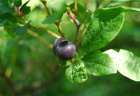 Kuow Northwest Huckleberries Could Be Close To Domestication