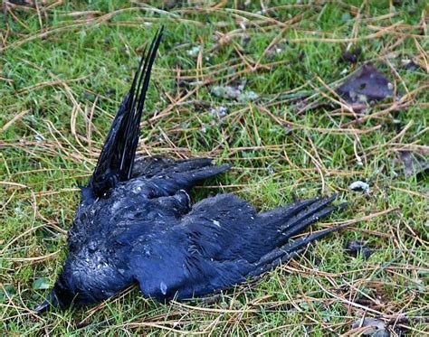 “murder Mystery” Dozens Of Crows Found Dead In Central Burnaby