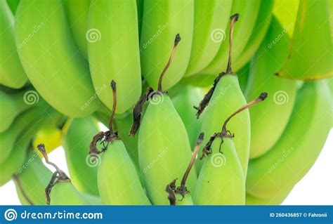 Closeup Bunch Of Raw Green Cultivated Bananas In The Banana Garden