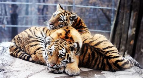 Amur Tiger Stock 15 Cubs By Hotnstock On Deviantart