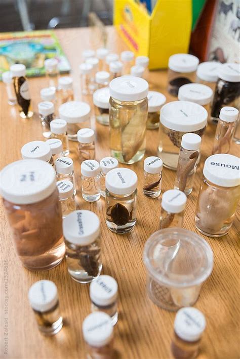 Specimens In Jars In Biology Classroom By Stocksy Contributor