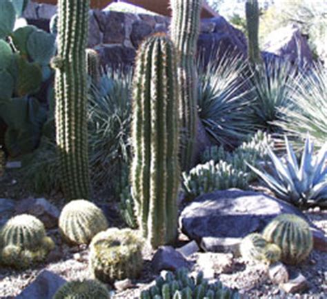 How does the cactus plant survive in the desert areas? Cactus (Cactaceae) - More Detail