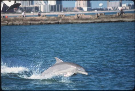 North Padre Island Spots Dangerous Dolphin