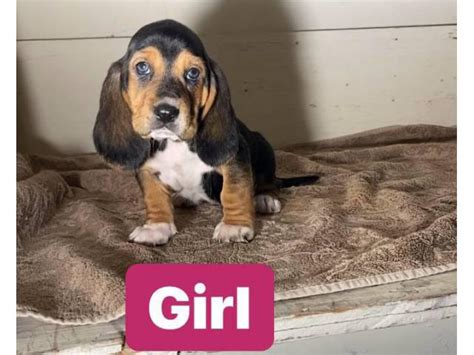 Basset hound puppies for sale! 3 purebred Basset Hound puppies for sale in Sacramento, California - Puppies for Sale Near Me