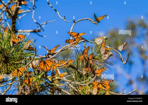 Larsendesignservices When Do The Monarch Butterflies Come To Pismo Beach