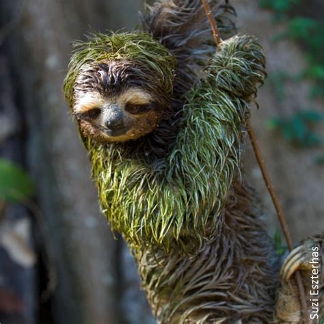 9 Survival Tactics The Sloth Conservation Foundation