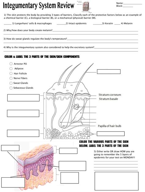 The Integumentary System Worksheet