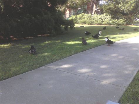 A barrel cactus does not eat, it produces its own food by photosynthesis. Ducks by Lake Wells :) | These are ducks at lake wells in ...