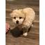 Maltipoo Puppies For Sale  Dallas TX 330532 Petzlover
