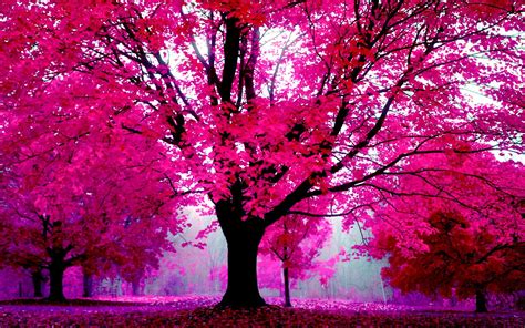 Free Download Tree Background Wallpapers Win10 Themes 1920x1200 For