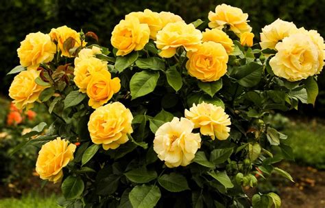 Gambar Mawar Kuning Gambar Bunga