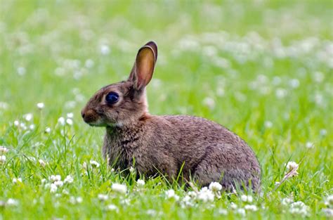 Kaninchen Kostenloses Stock Bild Public Domain Pictures