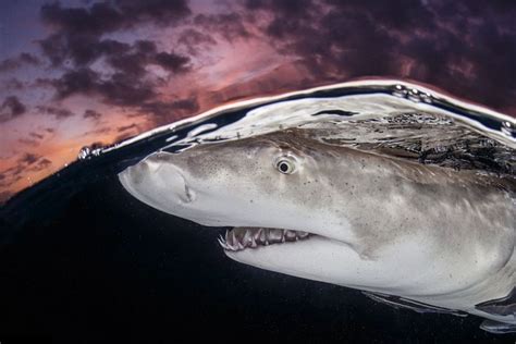 Underwater Photography That Will Take Your Breath Away 20 Pics