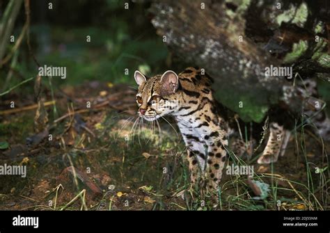 Margay Cat Leopardus Wiedi Adult Stock Photo Alamy