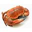 Buy Whole Cooked English Crab  Freshly Frozen The Fish Society
