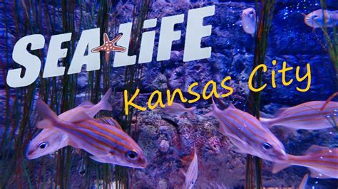 Sea Life Kansas City Youtube