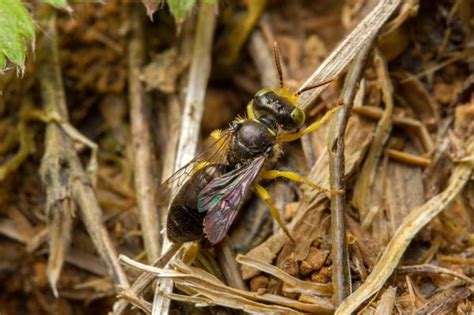 Ground Nesting Bees In Turf Nc State Extension Publications