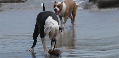 Dog Breeds That Look Like Pit Bulls Similarities
