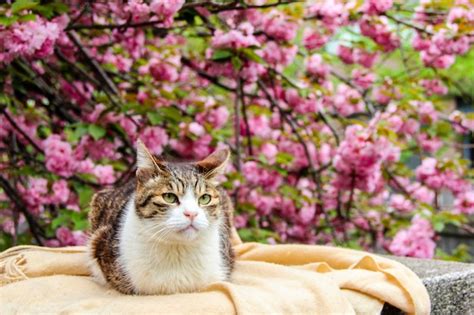 Premium Photo A Cat With The Sakura Or Cherry Bossom Background In