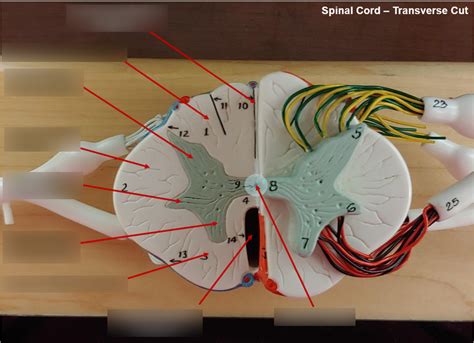 Spinal Cord Transverse Cut Diagram Quizlet