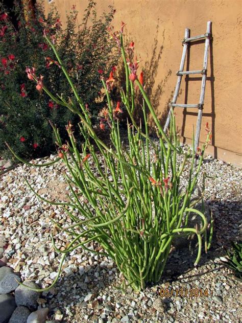 18 Fantastic Low Maintenance Plants For Arizona Collection Garden