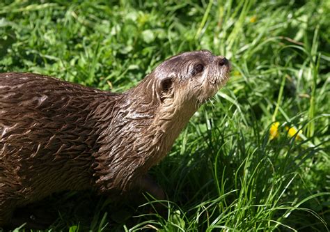 Brown Otter On Green Grass · Free Stock Photo